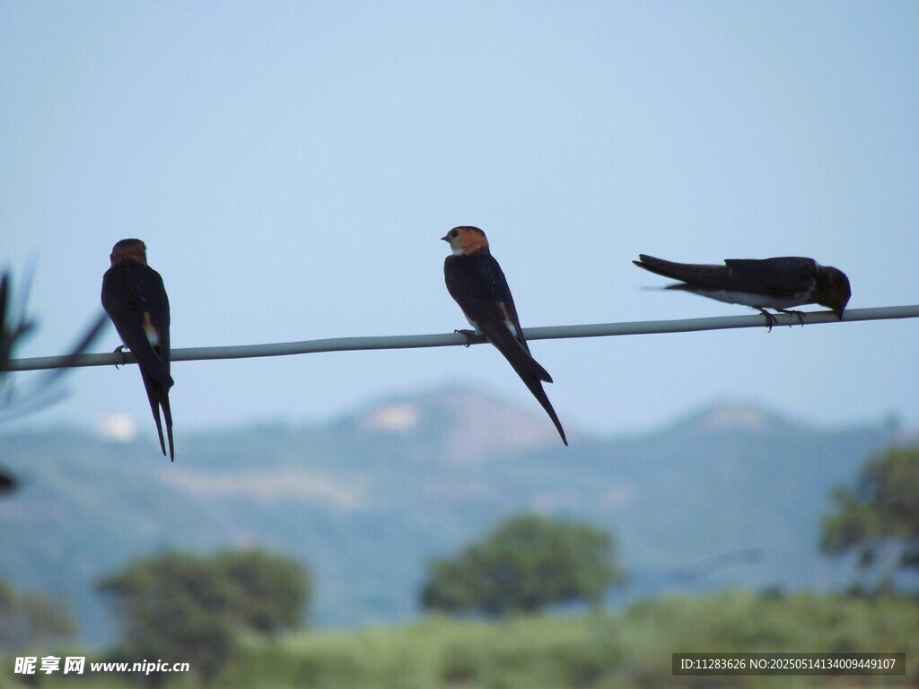 电线上休憩的几只燕子
