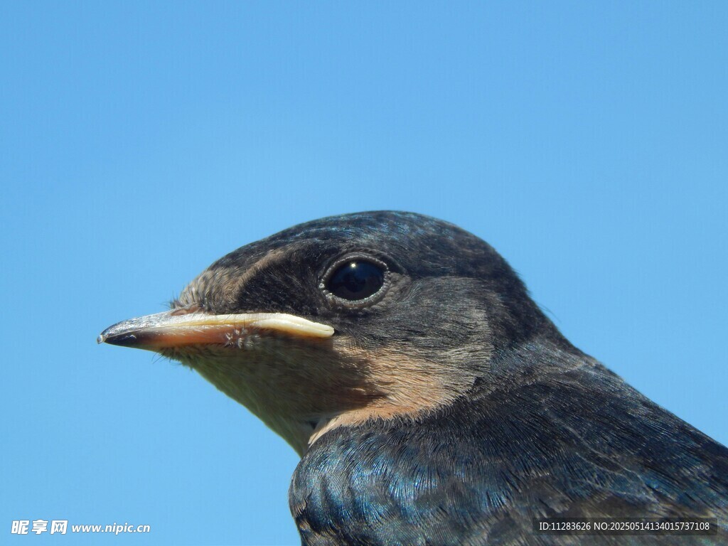 蓝天中的燕子特写