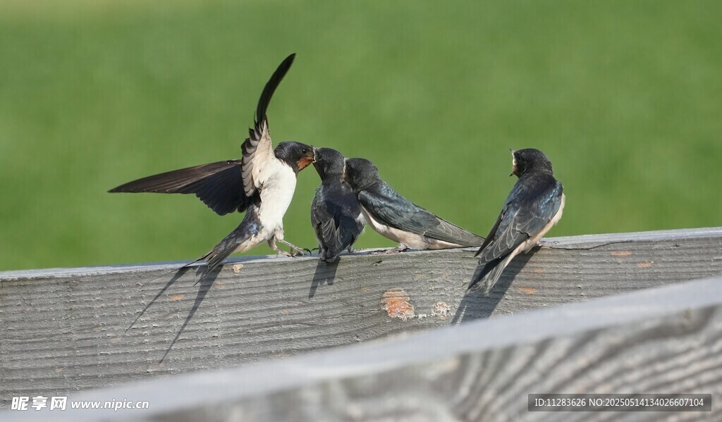 燕子于围栏处飞舞