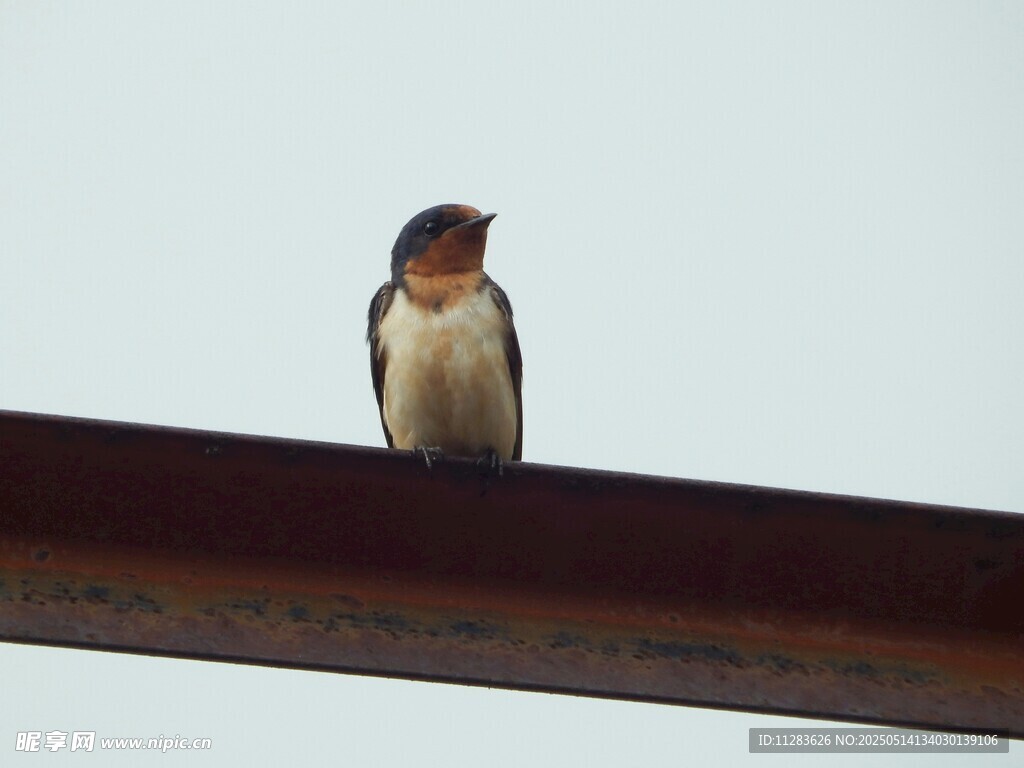 栖息于横杆上的燕子