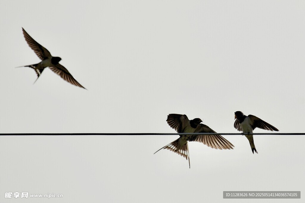 电线上的燕子群