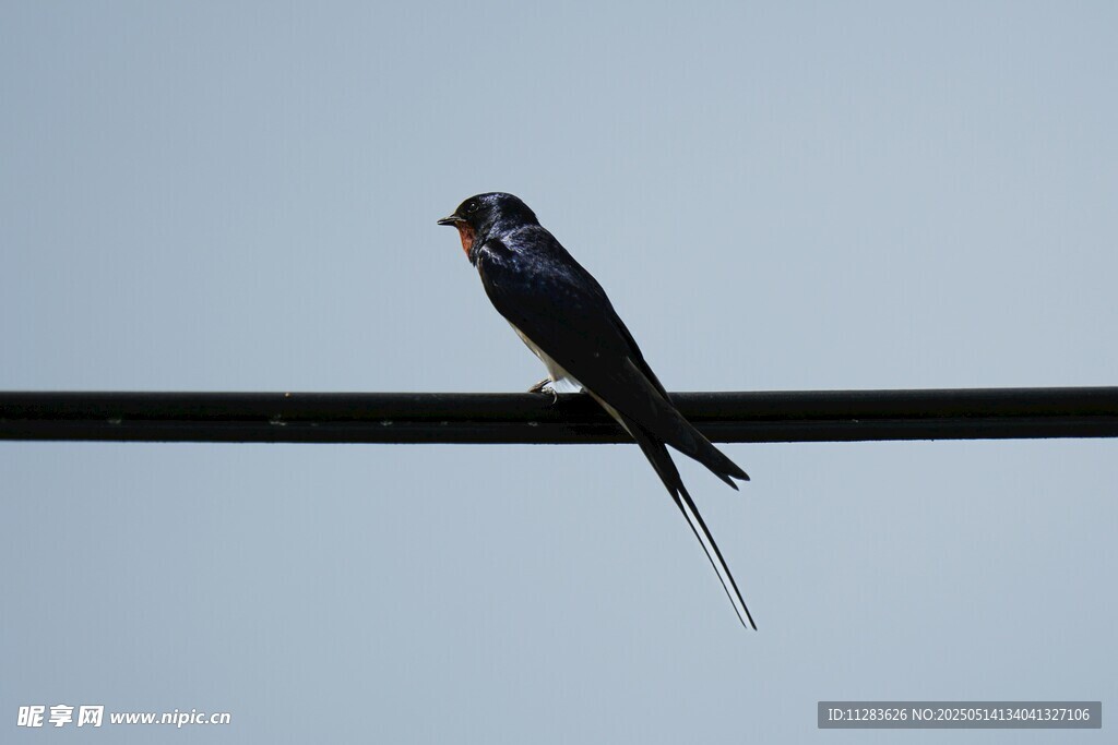 电线上的燕子