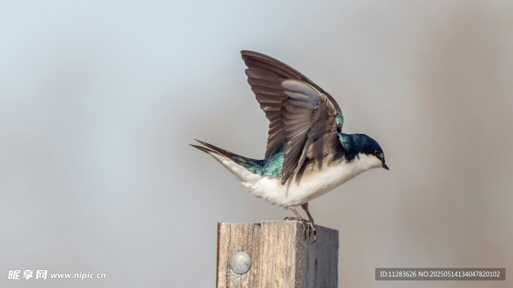 展翅欲飞的小鸟