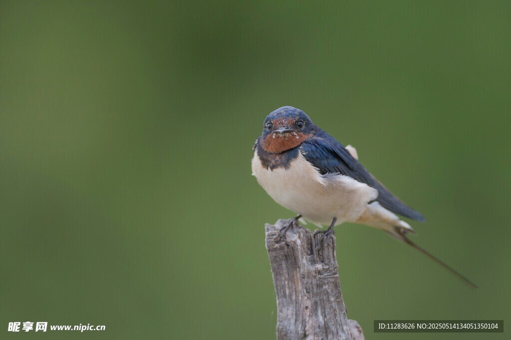 枝头俏立的燕子