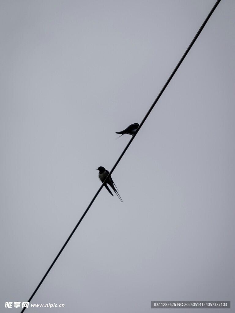 电线上的两只小鸟