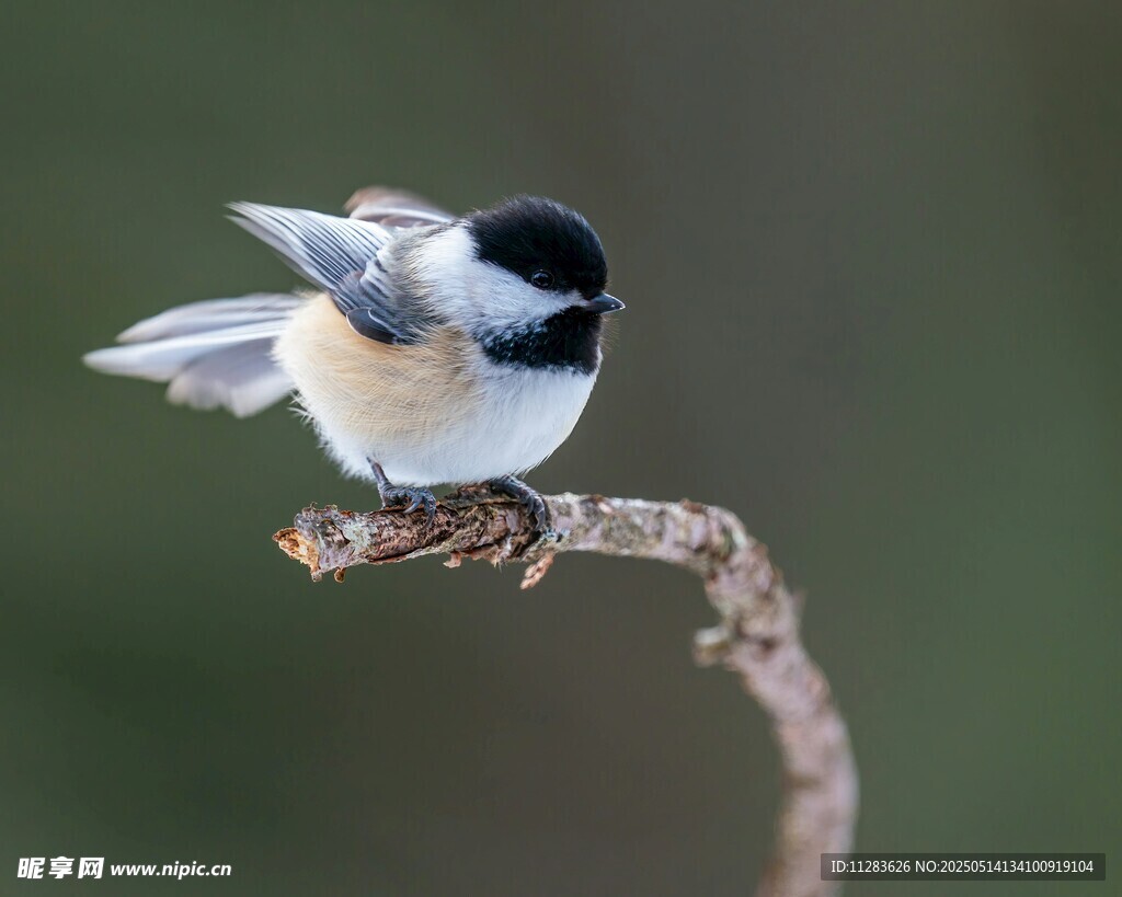 枝头小鸟展翅欲飞