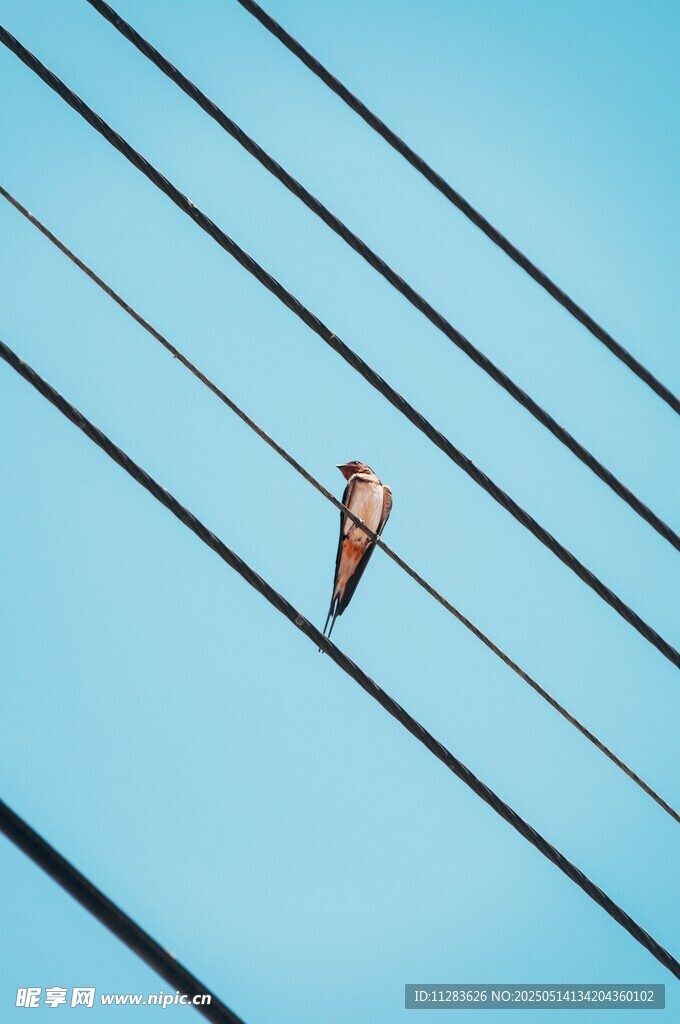 电线上的燕子