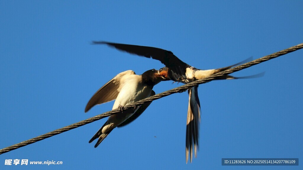 双燕栖于电线上