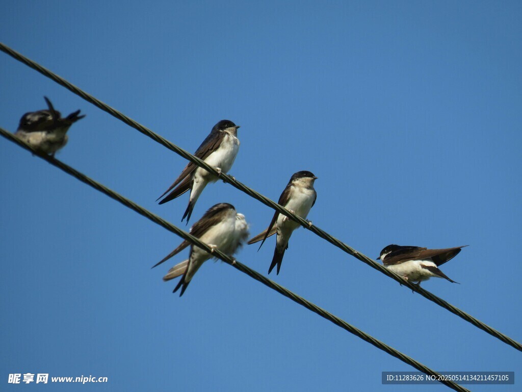 电线上的燕子群
