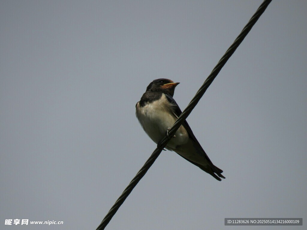 电线上的燕子