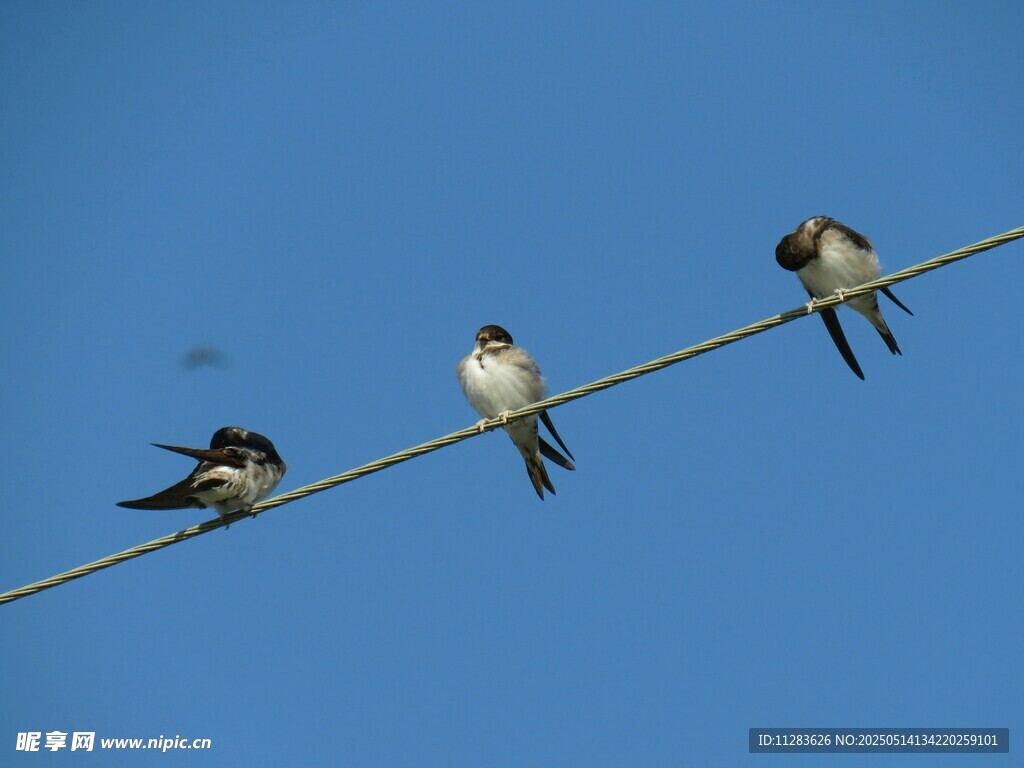 电线上的几只可爱小燕子