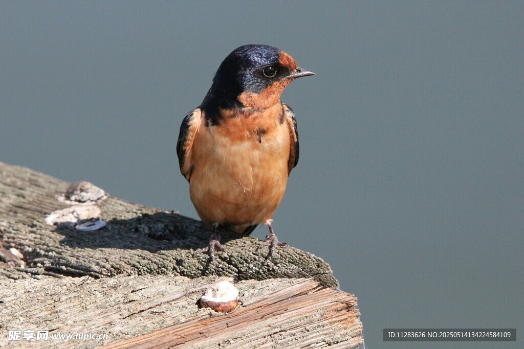 木上栖息的可爱小鸟