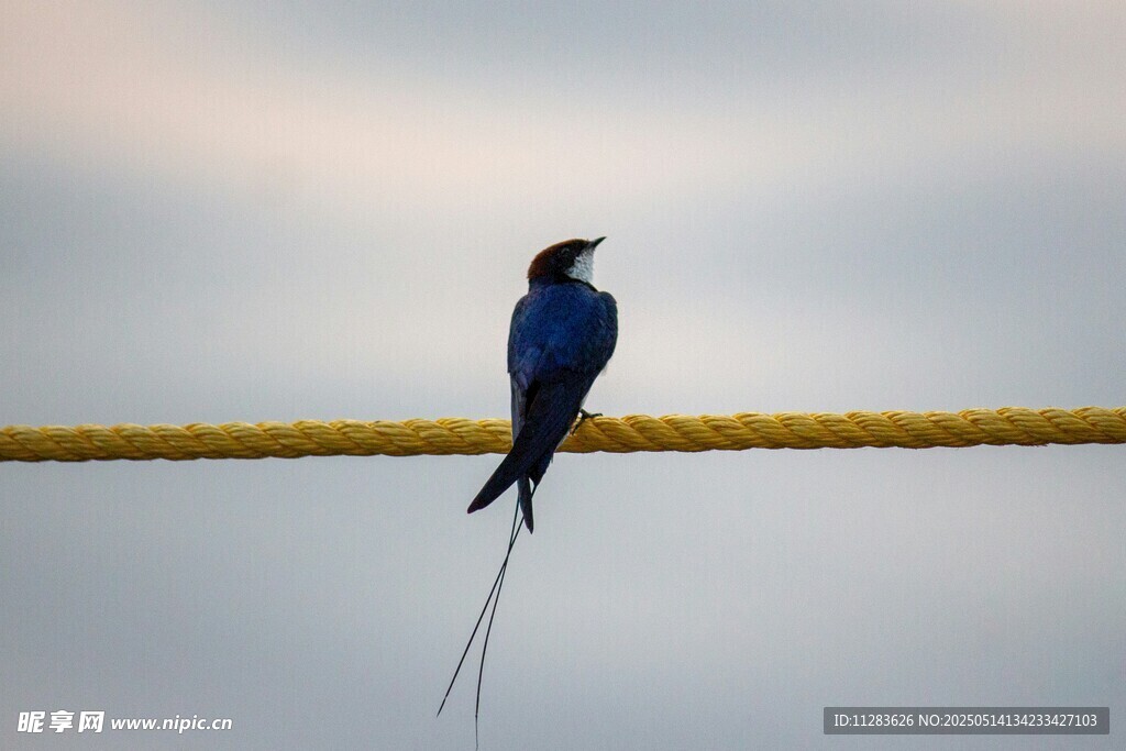 电线上的燕子