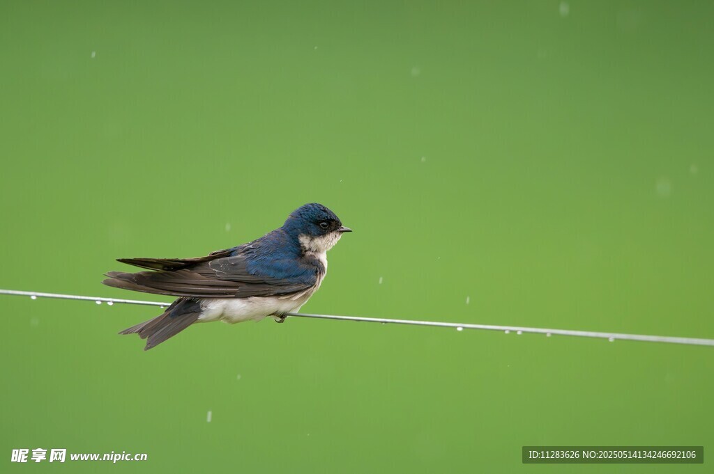 电线上的燕子