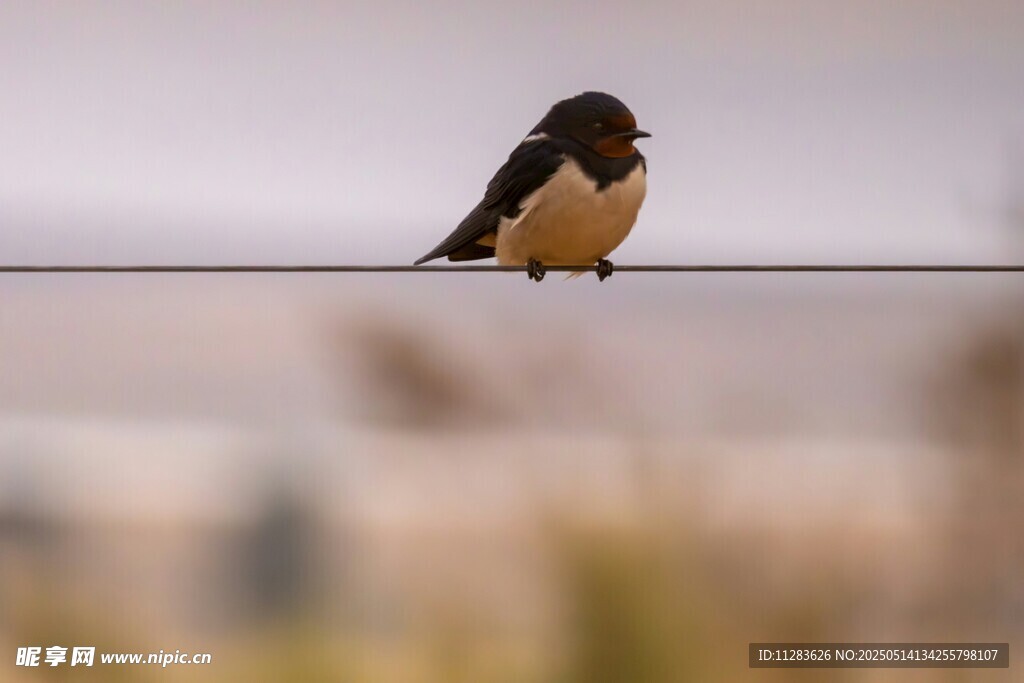 电线上的燕子