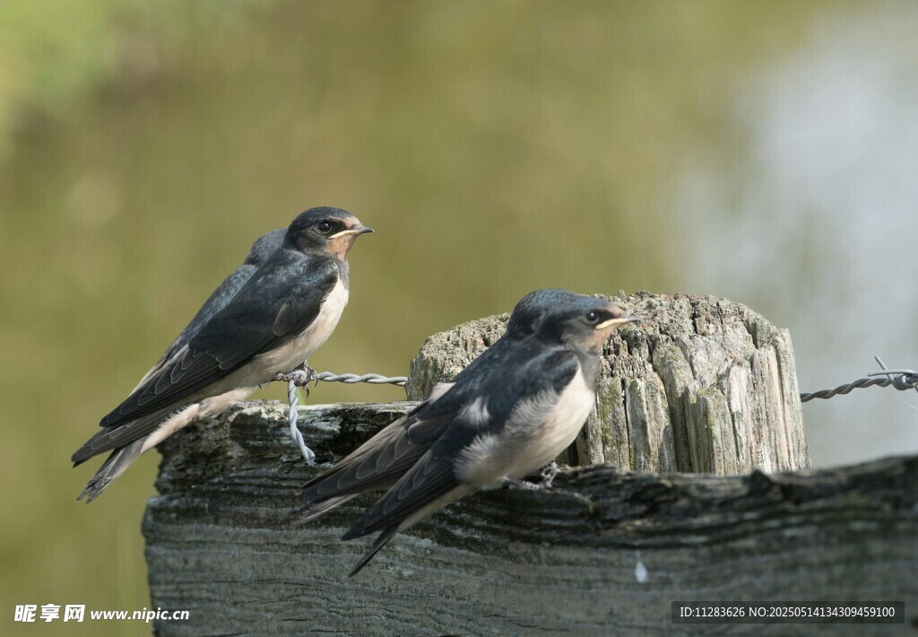 两只燕子栖息于木桩上
