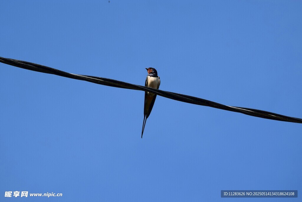 电线上的燕子
