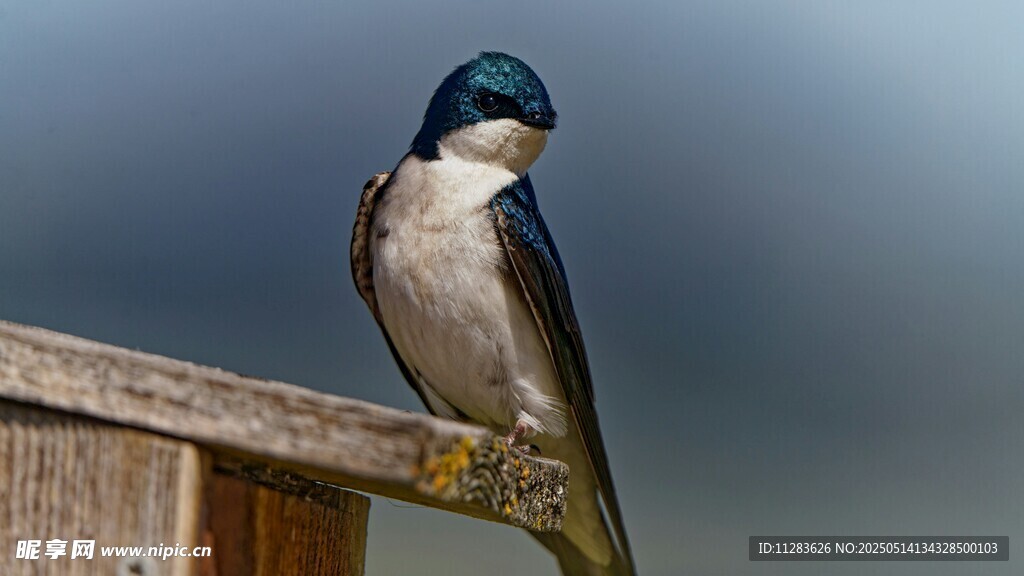 栖息于木栏的美丽小鸟