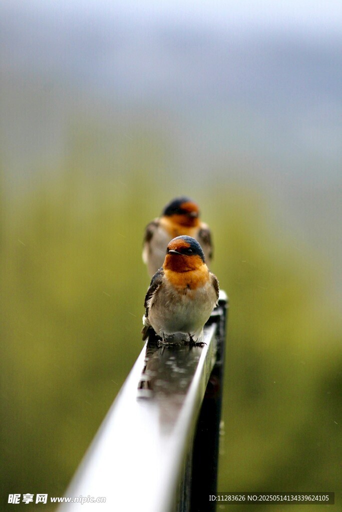 栖息于杆上的可爱小鸟