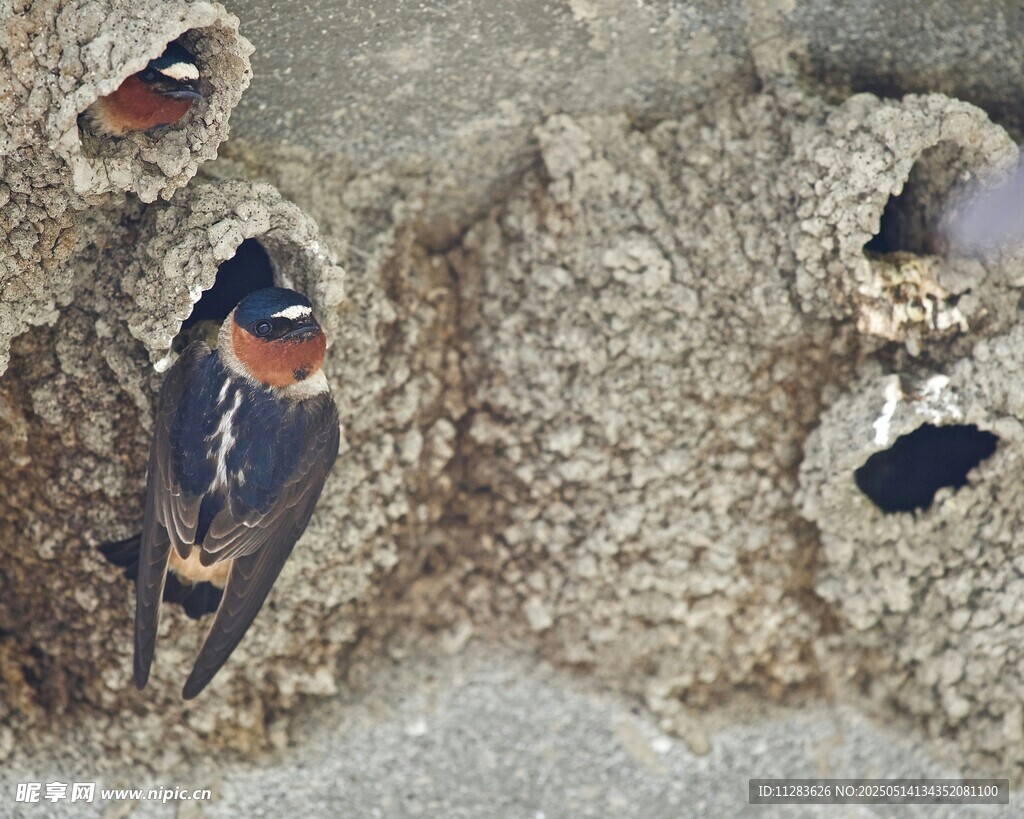 燕子在巢穴中栖息