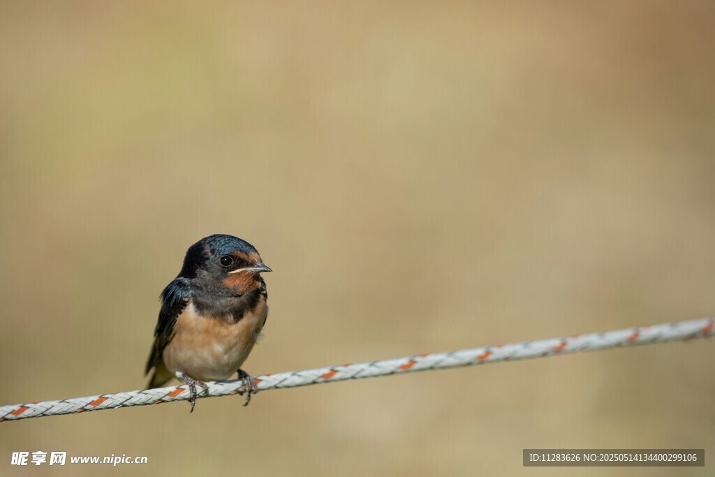 电线上的燕子