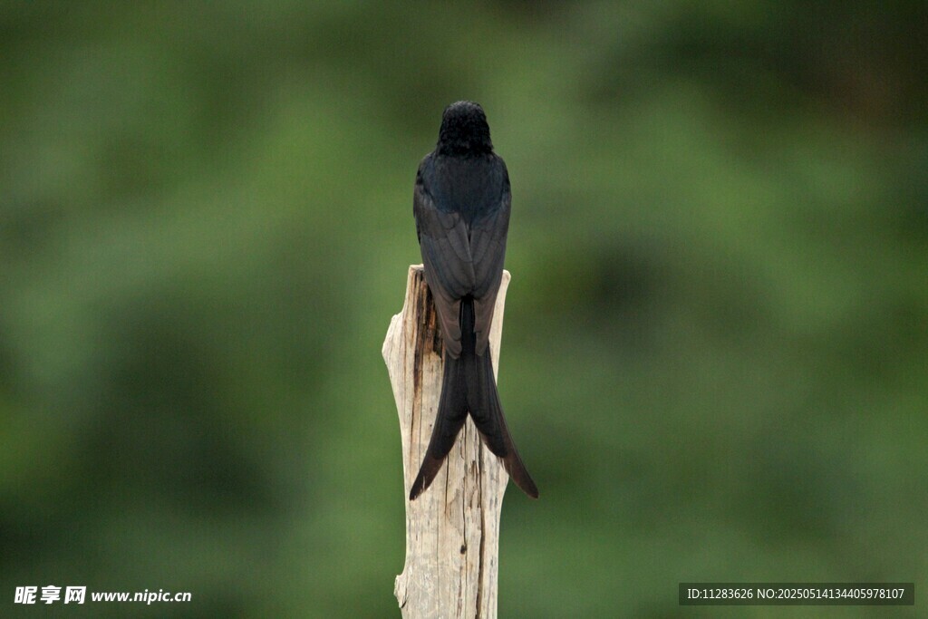 木杆上的黑色小鸟