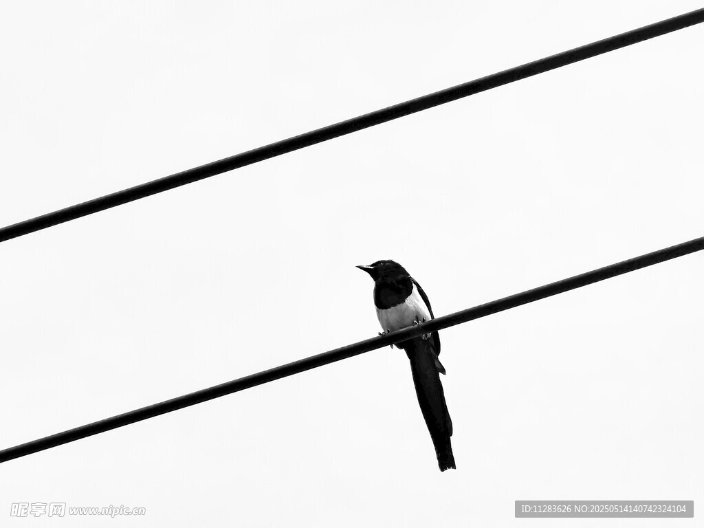 电线上的孤独小鸟