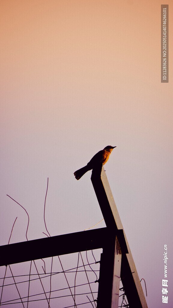 夕阳下栖息于栏杆的小鸟