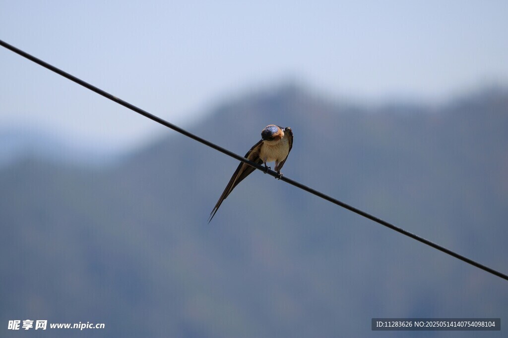 电线上休憩的燕子