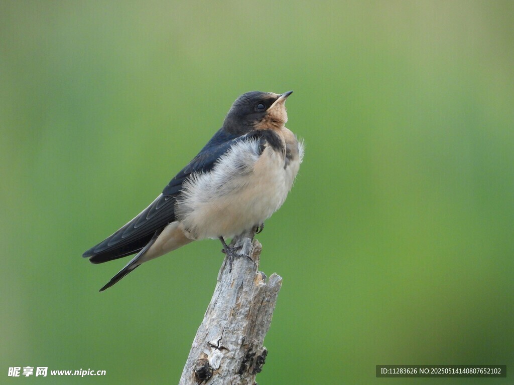 枝头鸣叫的燕子