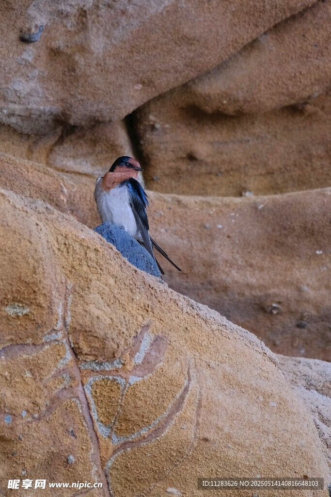 岩石上的燕子