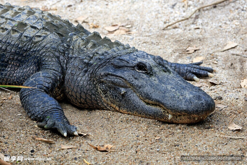 趴着的鳄鱼