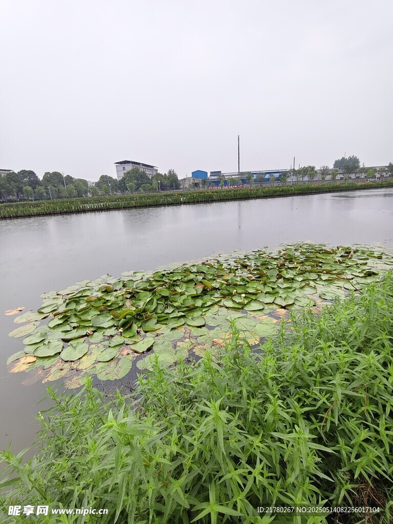 湖畔水生植物景观