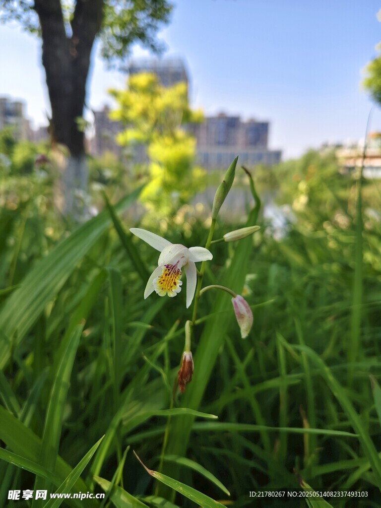 草丛中的美丽白色兰花