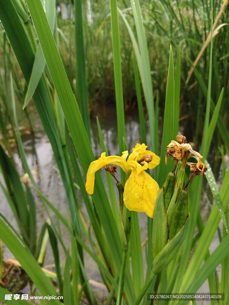 水边绽放的黄色鸢尾花