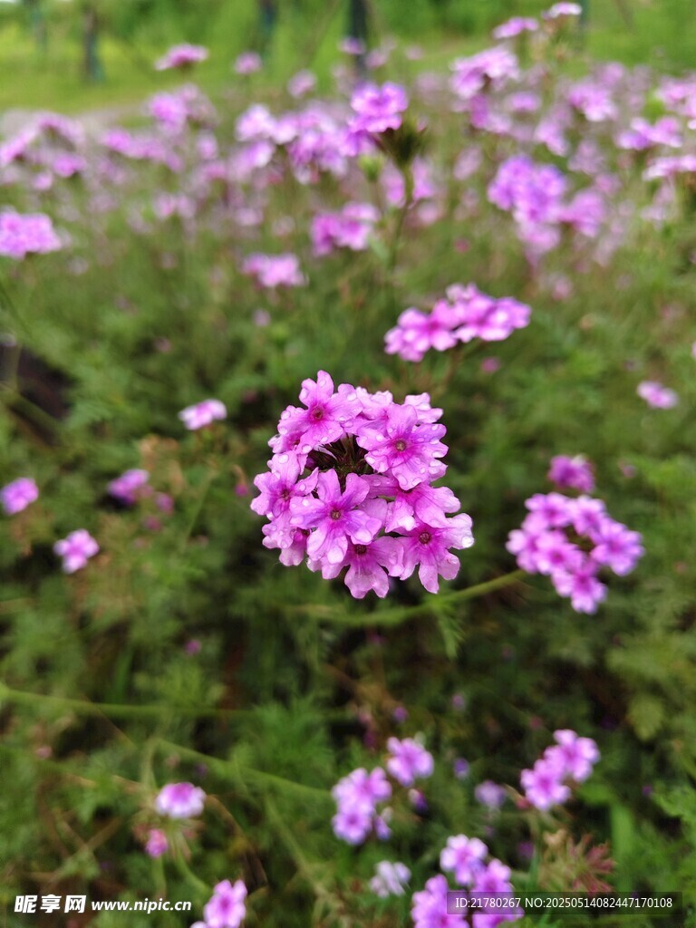 紫色小花绽放于绿野间