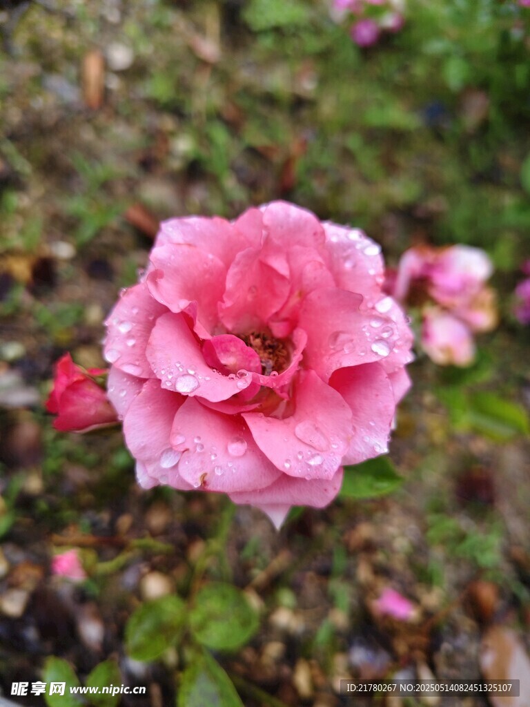 娇艳粉色月季花绽放