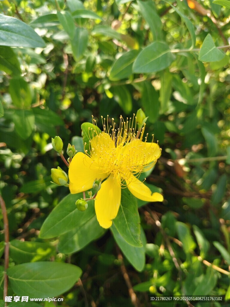 黄色小花绽放绿叶间