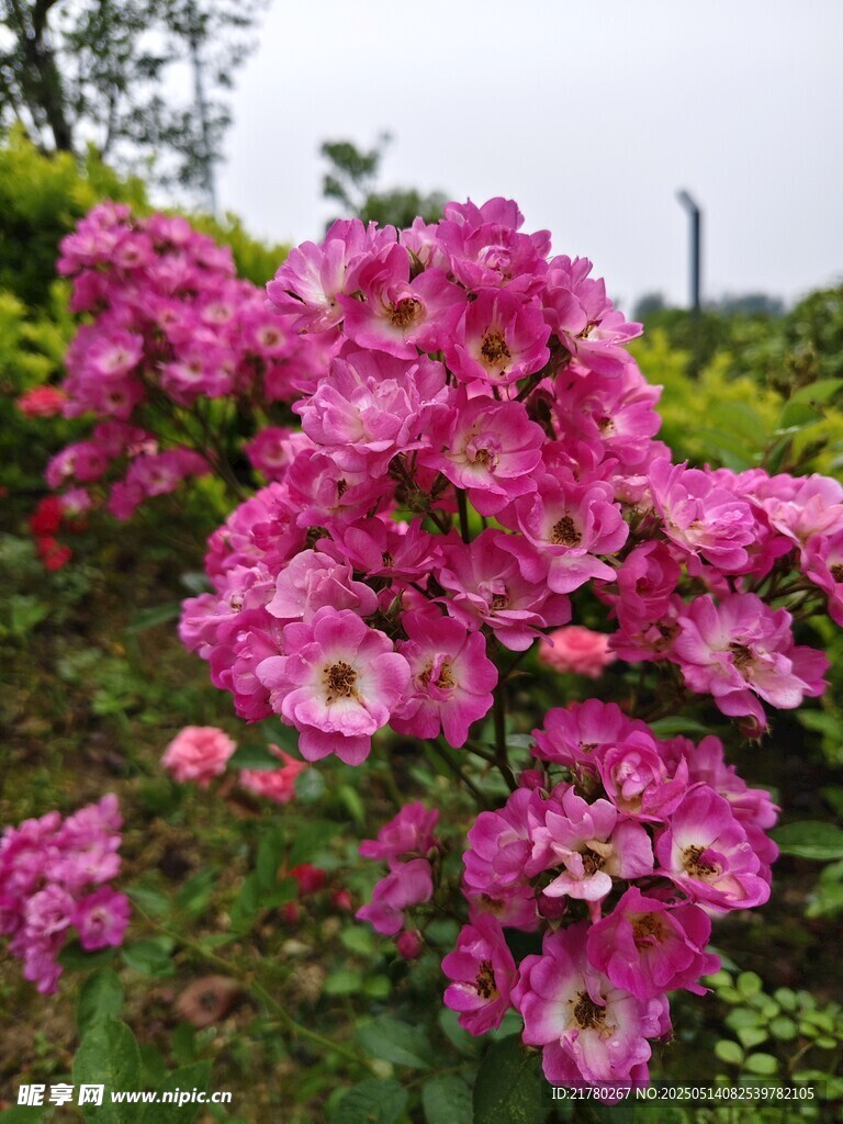 艳丽绽放的粉色花卉