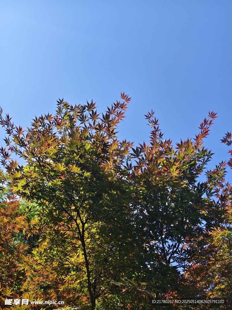 秋日多彩树梢映蓝天