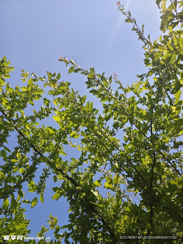 蓝天映衬下的翠绿树枝
