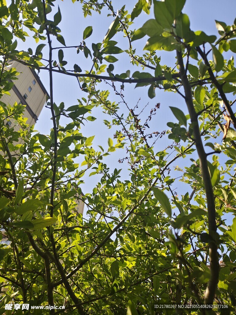 阳光下的繁茂绿植