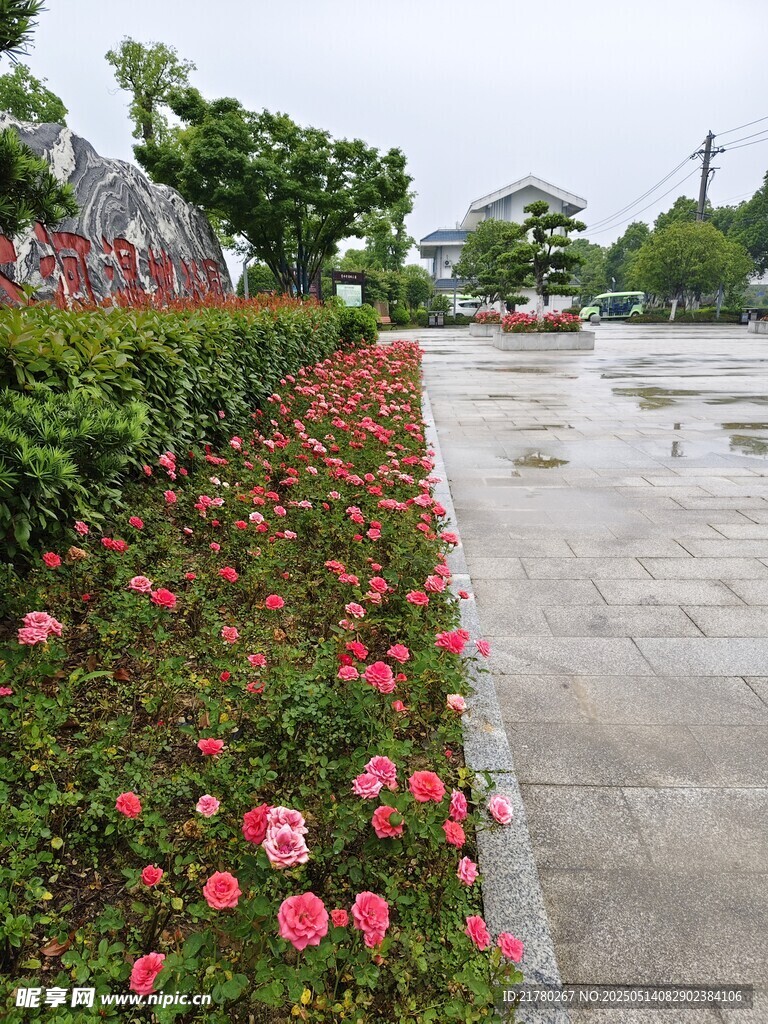 路边绽放的鲜艳月季花