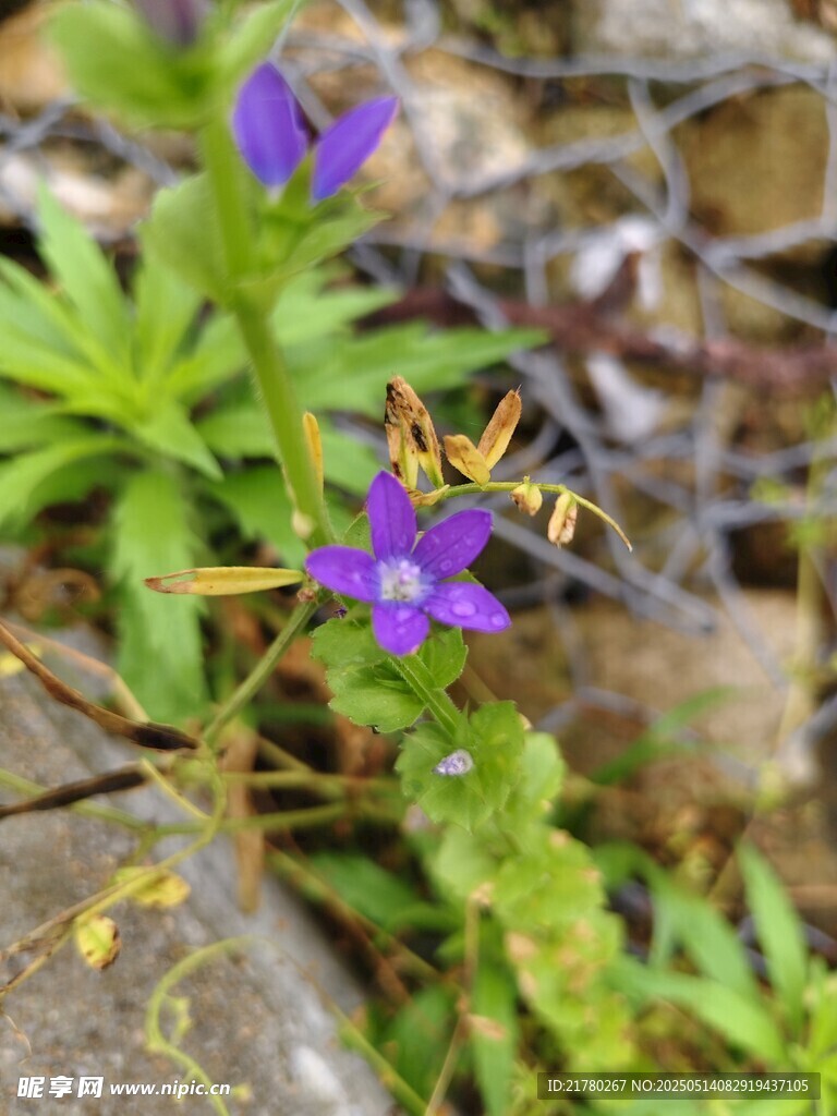 紫花地丁