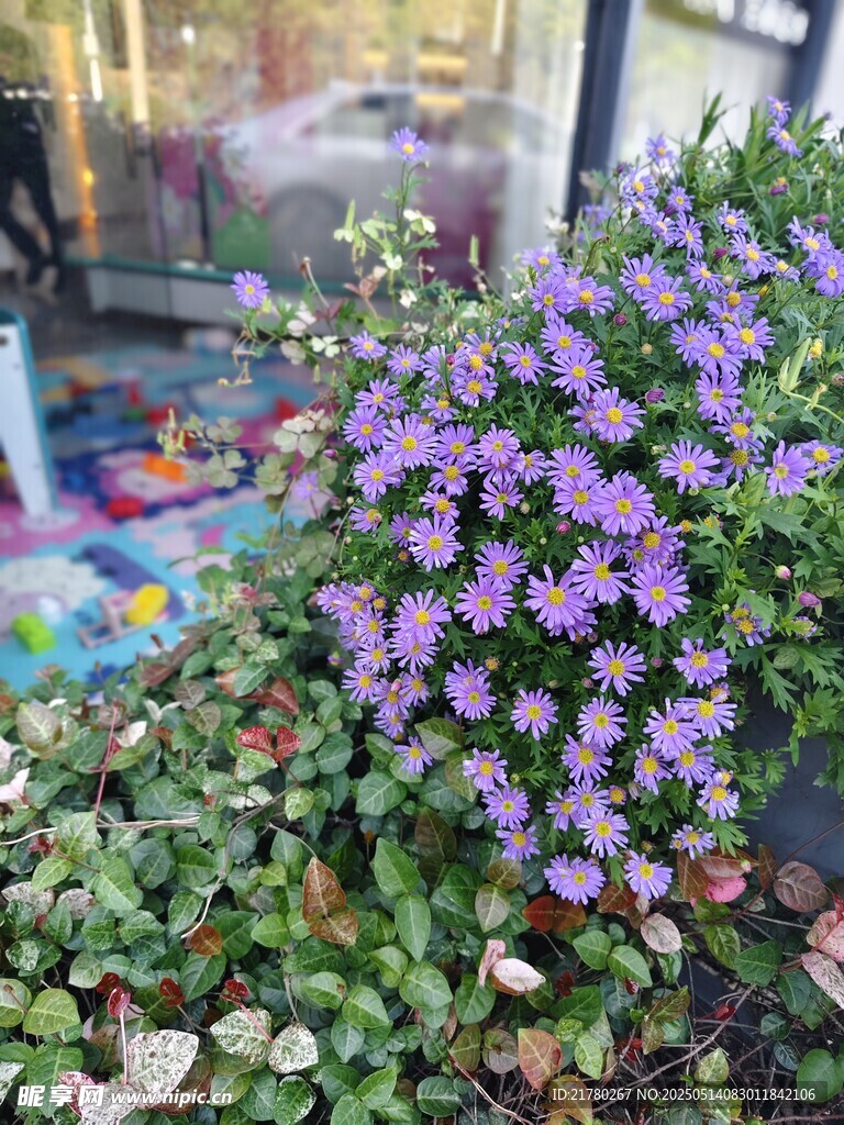 紫色小花绽放生机