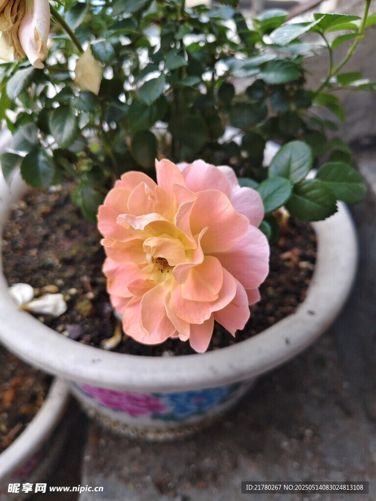 花盆中的娇艳粉色月季花