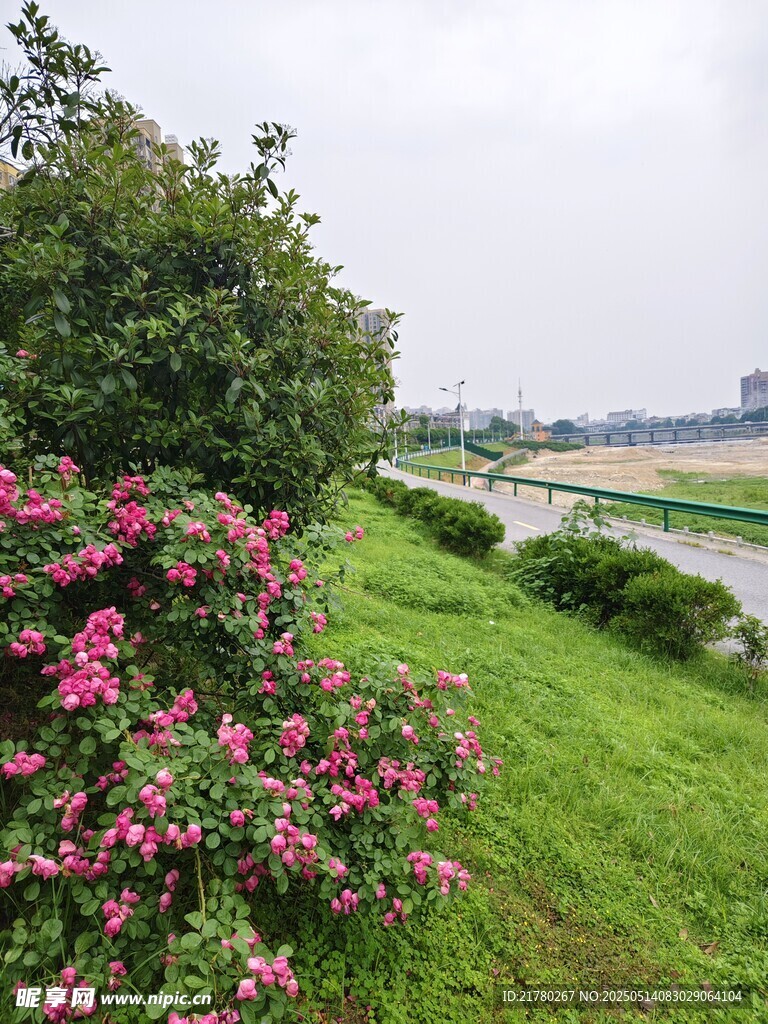 河畔繁花绿草美景