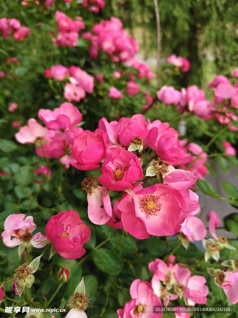 娇艳盛放的粉色月季花