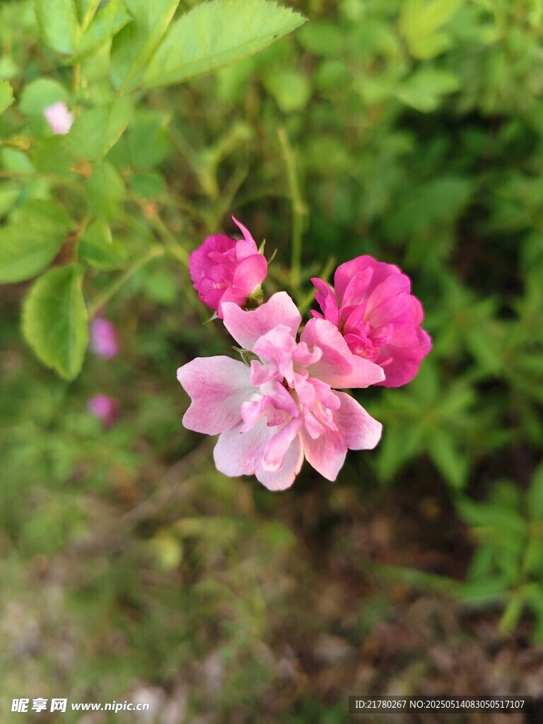 娇艳绽放的粉色蔷薇花