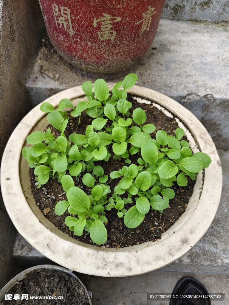 菜苗